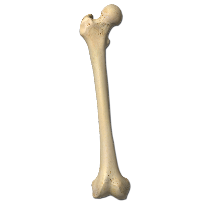Al bone. Трубчатая бедренная кость. Бедренная кость длинная трубчатая. Femur Bone Anatomy. Фемур анатомия.