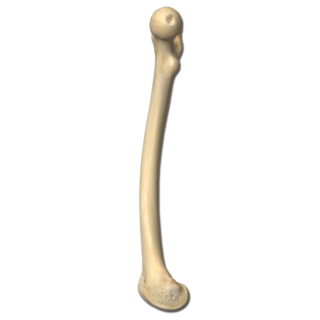 15th Percentile Femur Length