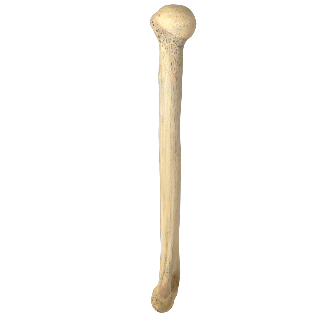 Human Humerus Bone