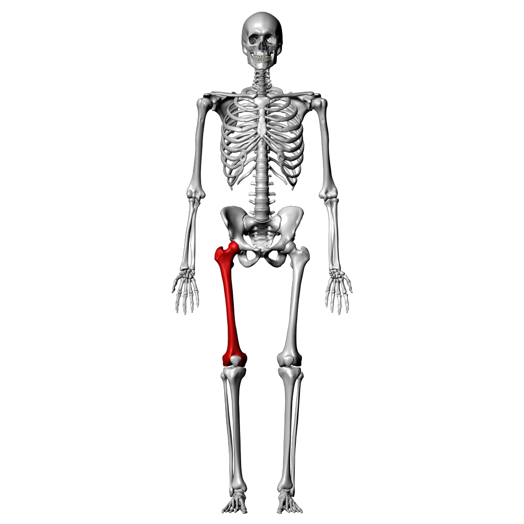 Femur Labeled Anterior View