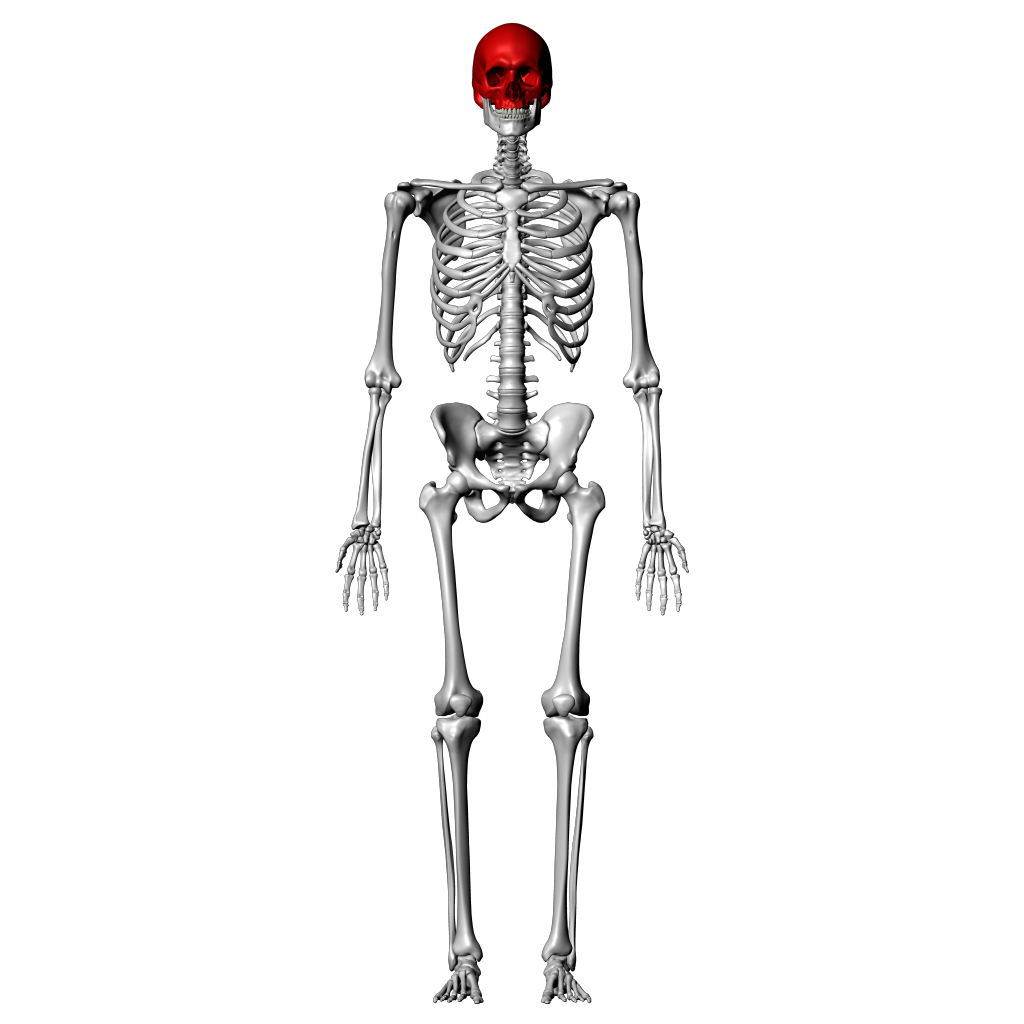 skeletal landmarks of the skull