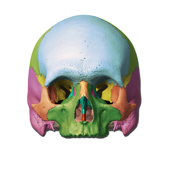 skull diagram without labels