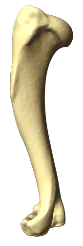 dog left humerus lateral view