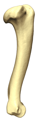 dog left humerus medial view