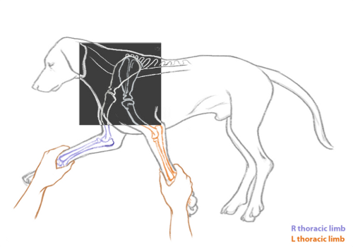 Dog Thoracic Limb